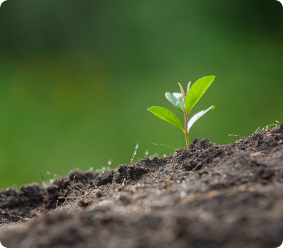 close-up-picture-sapling-plant-is-growing.png